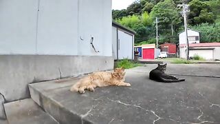 A brown tabby cat and a yellow tabby cat are friends at the fishing port.