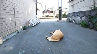 A brown tabby cat on Cat Island is sleeping in the shade in the back alley.