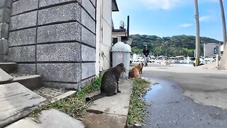 The area in front of the vending machine near the port of Cat Island is a hangout spot for cats.