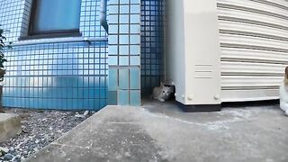 The kitten hiding behind the warehouse is cute