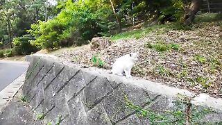 When you pet the cat on the wall in the park, it responds happily and is so cute