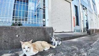 A cute stray cat family at the fishing port