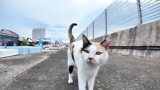 A calico cat with a heart symbol came to be mopped at the fishing port.