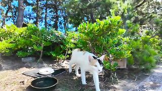 Calico cat mom eats kittens while they're away