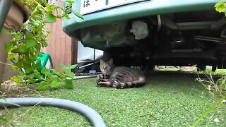 Petting a cat while sitting outside an izakaya on Nekojima