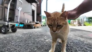 A brown tabby cat spends time lazing on the road in front of the school gate after school.