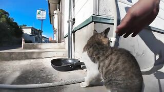 A cat on Nekojima who cannot be trusted because there is a rival cat nearby.