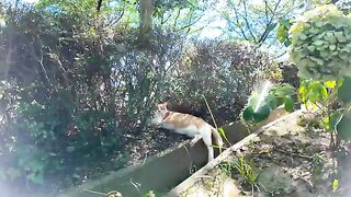 A talkative cat who was sleeping in the shade of a tree woke up and came out even though it was .