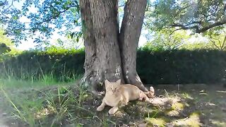 When you pet a cat sleeping in the shade of a tree, it crinkles with your hands and looks cute