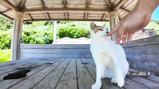 The gazebo near the pier on Cat Island is a meeting place for cats.