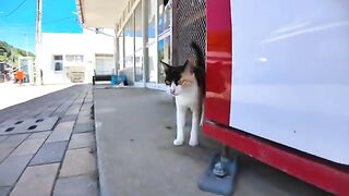 There was that calico cat in front of the store on Nekojima.