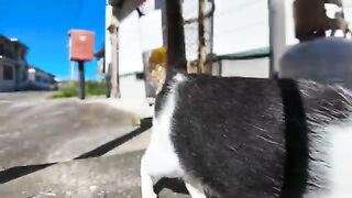 The kitten under the trash can on the side of the road is too cute