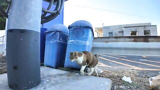 Cats at fishing ports like to pat their hips.