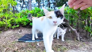 Kittens came out from behind the calico cat mom