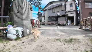 A school for brown tabby cats, everyone gathers in the schoolyard!