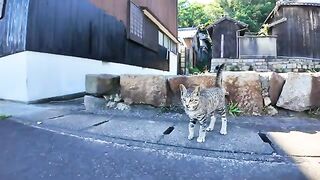 The kitten I met on the roadside of Cat Island is so cute