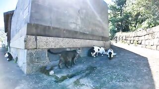 A cat on Nekojima is eating food in the shade.