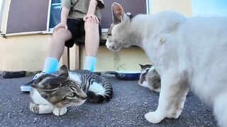 Many cats gather in front of the ferry terminal. and a fight