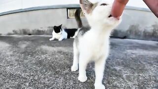 The kitten that licks your finger when you hold it out is too cute