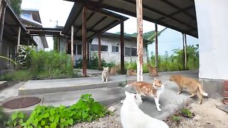 Stray cats hiding behind the gymnasium