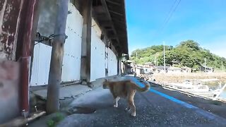 I followed the cat port patrol on Cat Island.