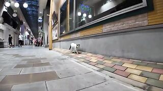 A cat walking in the shopping district at night