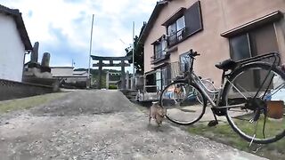 A yellow tabby cat I met in front of a shrine on Nekojima came over to be mofued.