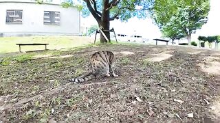 When you pet a cat in the grassy area of ​​the park, it purrs happily and becomes cute.