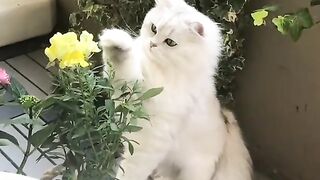 Adorable cat playfully interacting with flowers ????