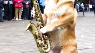 Dog funny | Dag music | cat funny | funny monkey | animals funny