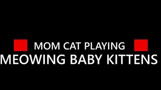 Mom Cat Playing Meowing Baby Kitten