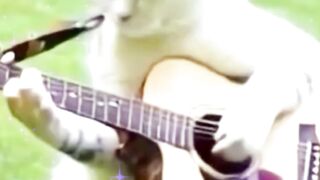 Funny Cat | Funny animals | animals Music funny | Funny