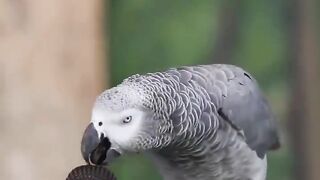 amazing bird