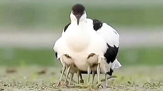 Bird Viral video [] Mom take care her baby,