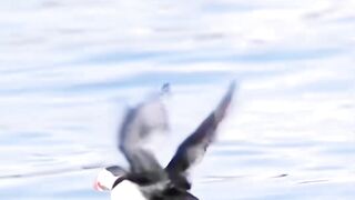 Bird flying and swmming in water try to catch fish amazing movement.