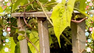 My terrace garden