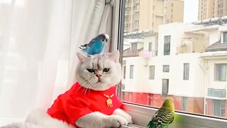 Funny cute cats, Cute cats, Short videos cats