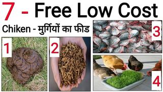 107, 7 Free Chicken Feed Ideas