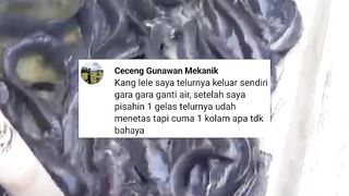 Jangan Sekali-kali GANTI air kolam INDUK LELE seperti ini❗Bisa FATAL akibatnya