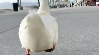 Happy Duck Cute Waddle