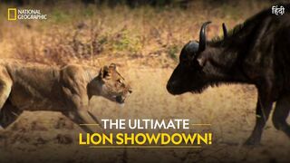 The Ultimate Lion Showdown! | Lion Battle Zone | Full Episode | National Geographic