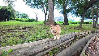 A friendly duo of cats in the park