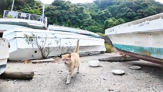 The cat at the reception desk at the ferry terminal came out from under the boat at the fishing port to be mofued.