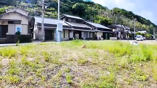 Cats are arguing in a vacant lot near the fishing port on Cat Island