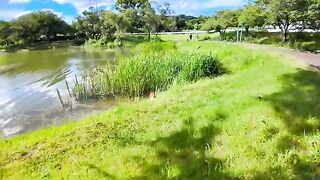 The cat next to the pond is a little scared but gets mowed down.