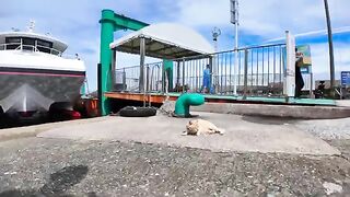 The cat sleeping in front of the ferry terminal on Cat Island is too cute