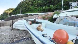 A cat who was sleeping on a boat at a fishing port woke up and came to be mopped.