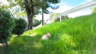 When you pet a cat sleeping in the grass in the park, it purrs happily and becomes cute.