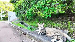 The cat in the park came out onto the street to get mofued, but got scared by the dog walking and retreated into the grass.