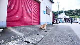 When I petted a brown tabby cat sitting near the ferry terminal, it stretched out on the ground.